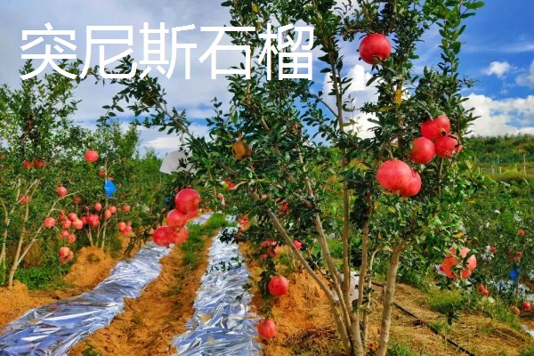 农村适合种什么水果,红香果、杈杷果等品种均可选择