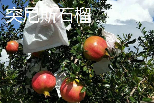 农村适合种什么水果,红香果、杈杷果等品种均可选择