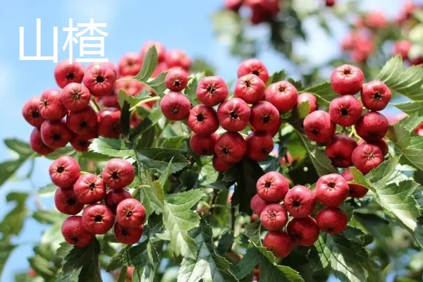 农村适合种什么水果,红香果、杈杷果等品种均可选择