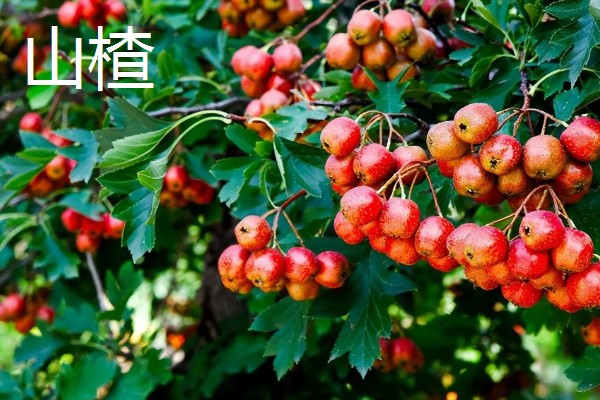 农村适合种什么水果,红香果、杈杷果等品种均可选择