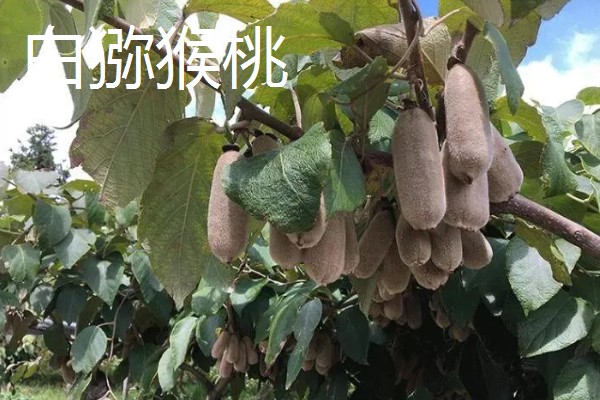 农村适合种什么水果,红香果、杈杷果等品种均可选择