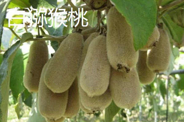 农村适合种什么水果,红香果、杈杷果等品种均可选择