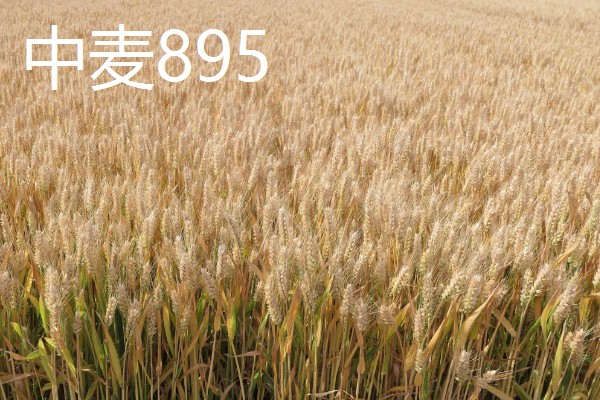 哪些小麦适合晚种，中麦895、郑麦136等品种可延迟播种