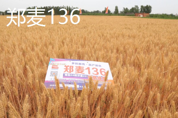 哪些小麦适合晚种，中麦895、郑麦136等品种可延迟播种