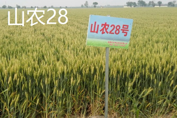 哪些小麦适合晚种，中麦895、郑麦136等品种可延迟播种