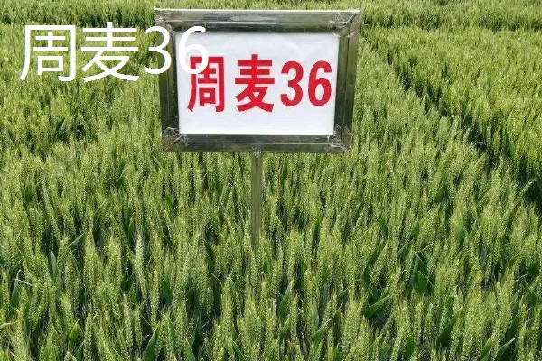 哪些小麦适合晚种，中麦895、郑麦136等品种可延迟播种