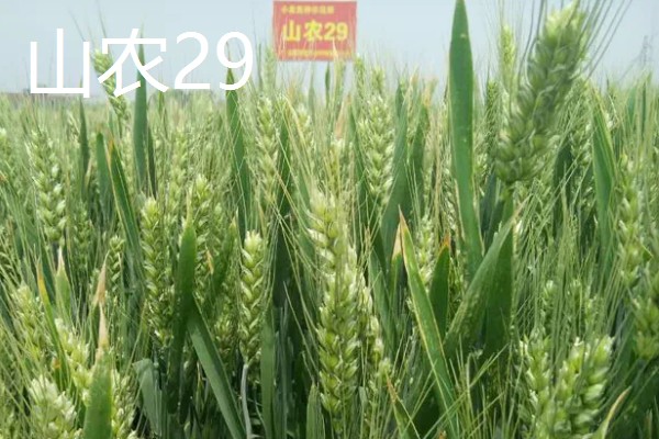 哪些小麦适合晚种，中麦895、郑麦136等品种可延迟播种