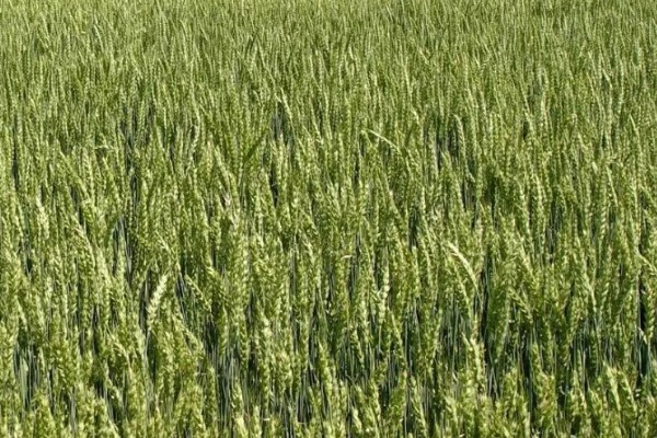 哪些小麦适合晚种，中麦895、郑麦136等品种可延迟播种