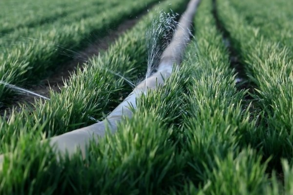 哪些小麦适合晚种，中麦895、郑麦136等品种可延迟播种