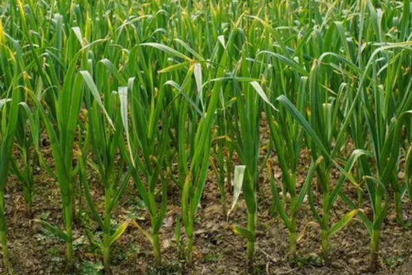 大蒜的种植行距株距,行距可以控制在15厘米左右