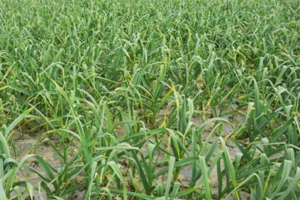 大蒜的种植行距株距,行距可以控制在15厘米左右