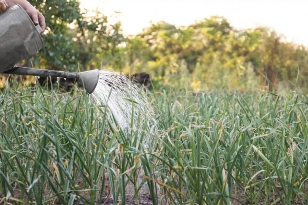 大蒜的种植行距株距,行距可以控制在15厘米左右