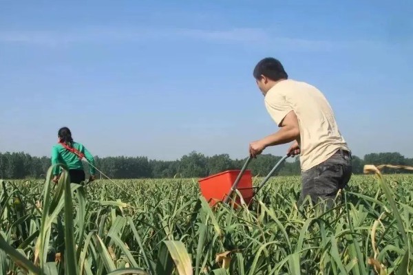 大蒜的种植行距株距,行距可以控制在15厘米左右