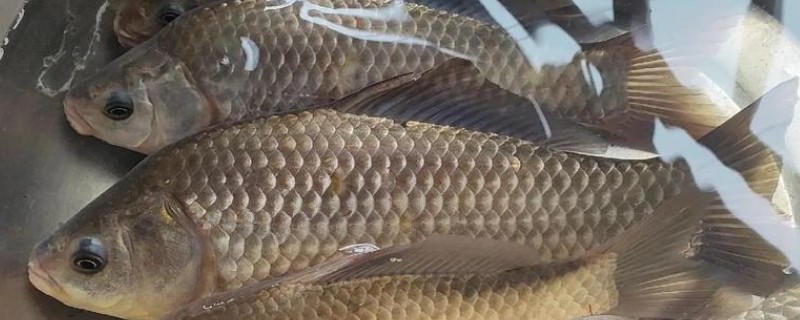鲫鱼的常见品种，包括黑鲫、银鲫等类型