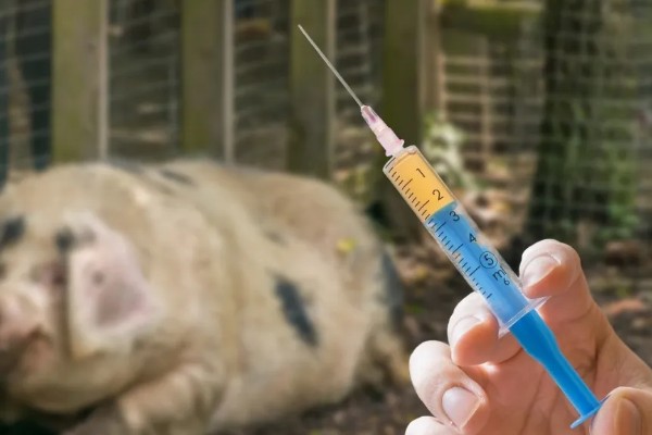 猪身上发紫打哪种药，可以注射磺胺甲氧嘧啶