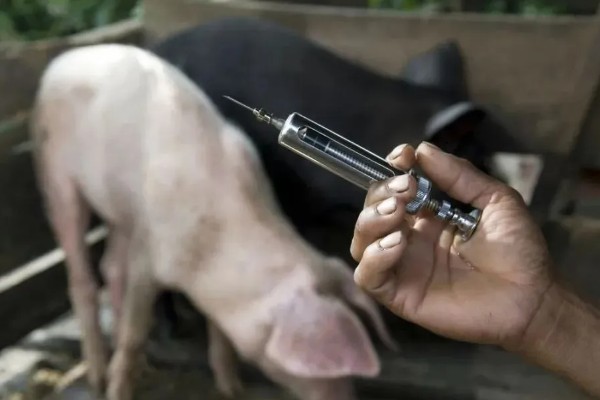 猪身上发紫打哪种药，可以注射磺胺甲氧嘧啶