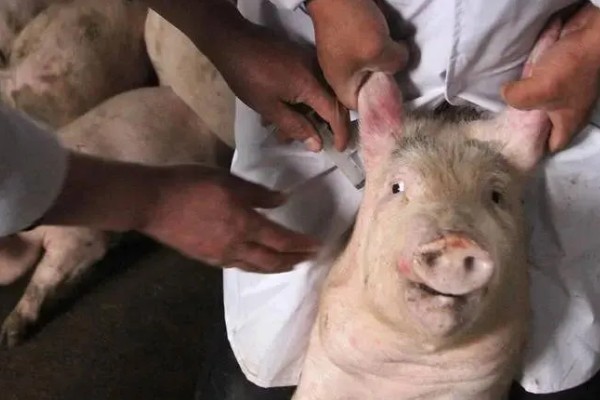 猪身上发紫打哪种药，可以注射磺胺甲氧嘧啶