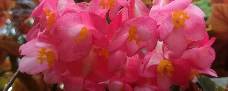 让银星秋海棠开花的方法，每天要提供7-9小时的光照