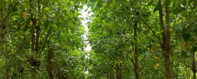 梓木是哪种树木，是樟科檫木属的落叶乔木