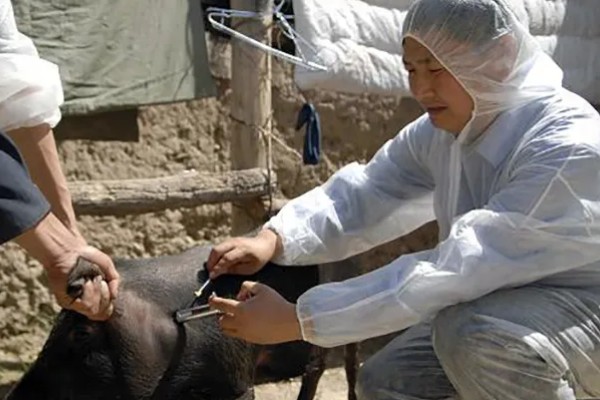 猪身上发紫打哪种药，可以注射磺胺甲氧嘧啶