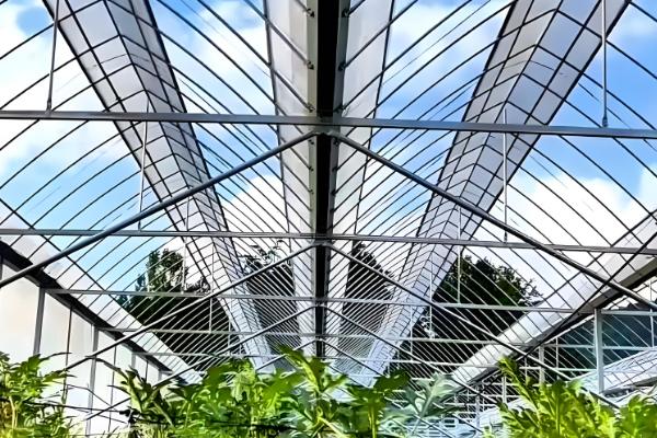 冬季怎么避免大棚缺光，使用透明的薄膜可以增加透光率