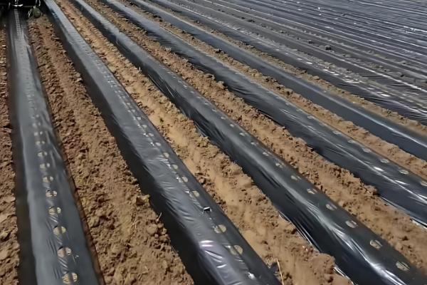 冬季怎么避免大棚缺光，使用透明的薄膜可以增加透光率