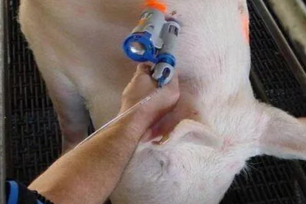 猪身上发紫打哪种药，可以注射磺胺甲氧嘧啶