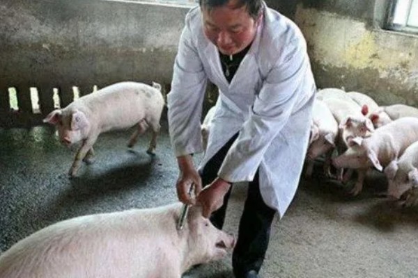 猪身上发紫打哪种药，可以注射磺胺甲氧嘧啶