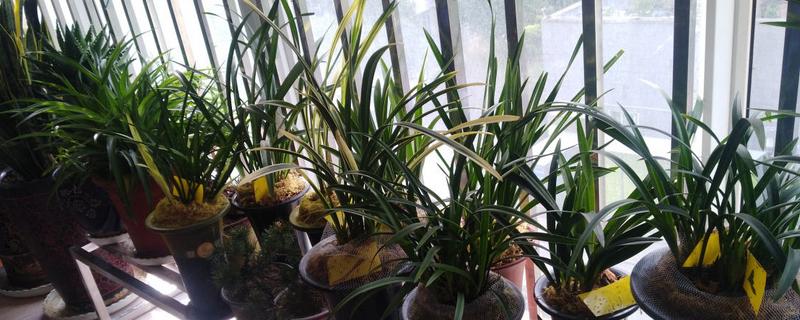 纯树皮用来养兰花好不好，是不好的