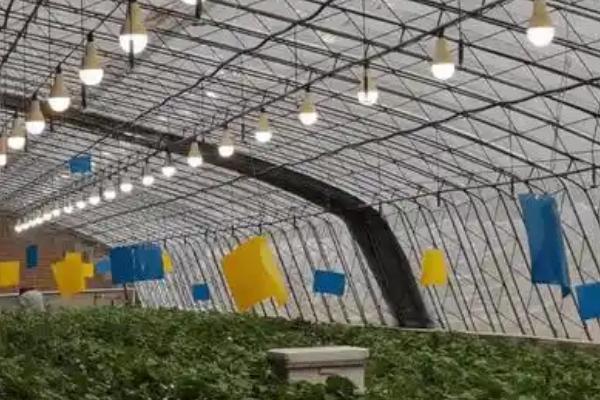 冬季怎么避免大棚缺光，使用透明的薄膜可以增加透光率