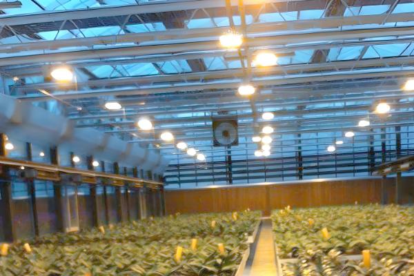 冬季怎么避免大棚缺光，使用透明的薄膜可以增加透光率