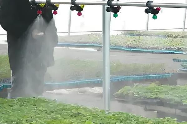 冬季怎么避免大棚缺光，使用透明的薄膜可以增加透光率