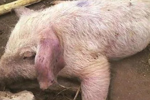 猪身上发紫打哪种药，可以注射磺胺甲氧嘧啶