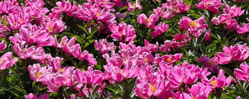 芍药能不能扦插，适合在4-6月份扦插