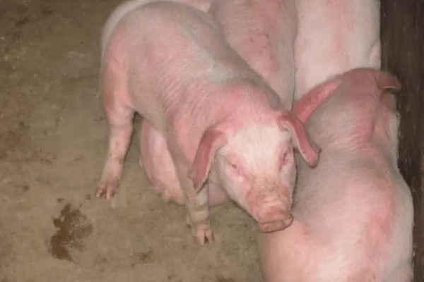 猪身上发紫打哪种药，可以注射磺胺甲氧嘧啶