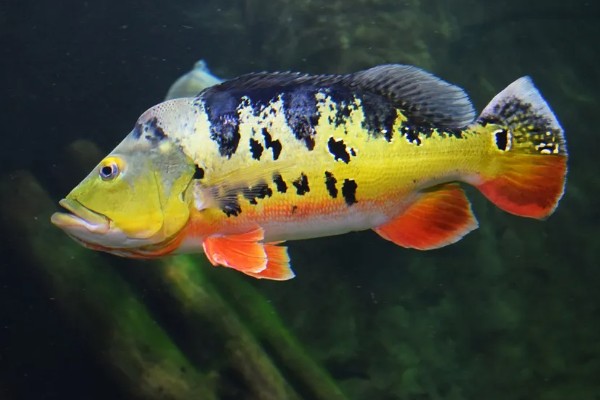 鱼有没有公母区分,鱼有公母之分