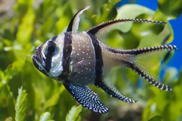 鱼有没有公母区分,鱼有公母之分