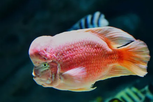 鱼有没有公母区分,鱼有公母之分