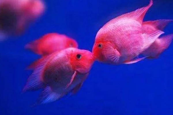 鱼有没有公母区分,鱼有公母之分