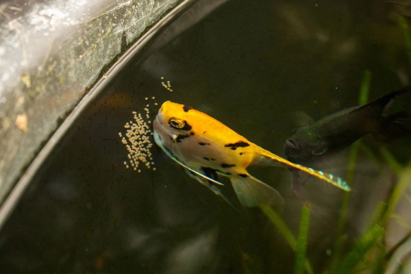 鱼有没有公母区分,鱼有公母之分