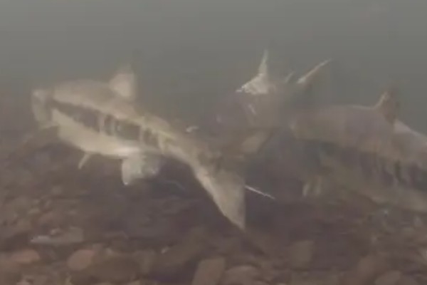 鱼有没有公母区分,鱼有公母之分