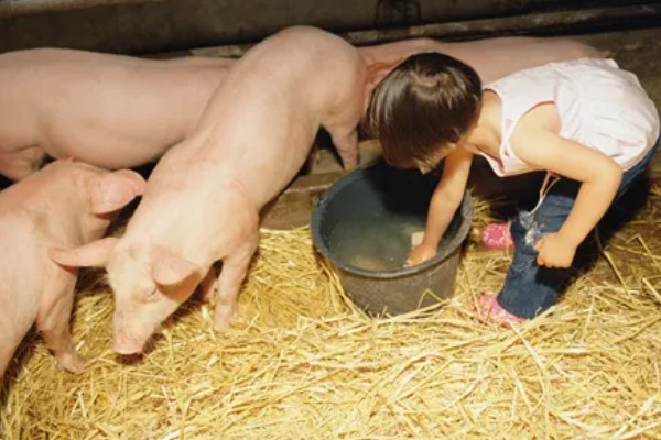 猪身上发紫打哪种药，可以注射磺胺甲氧嘧啶