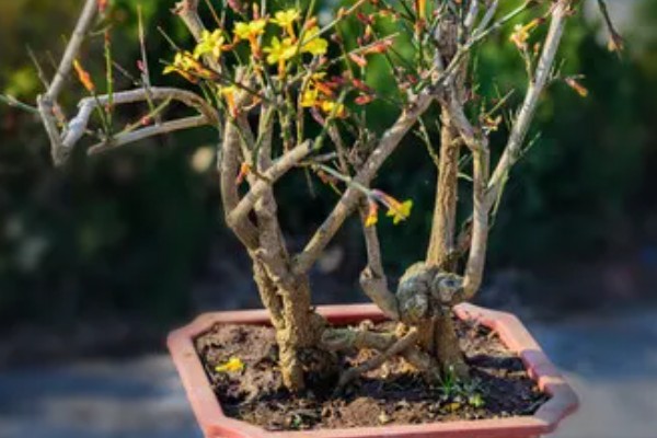 迎春先开花还是探春先开花,迎春花的花期更早