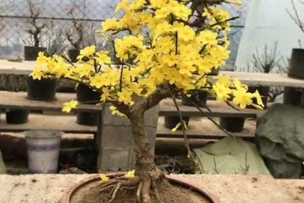 迎春先开花还是探春先开花,迎春花的花期更早