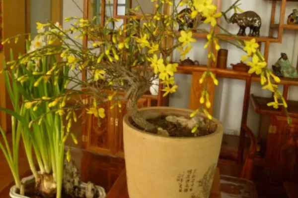 迎春先开花还是探春先开花,迎春花的花期更早