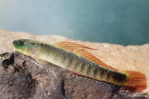 鱼有没有公母区分,鱼有公母之分