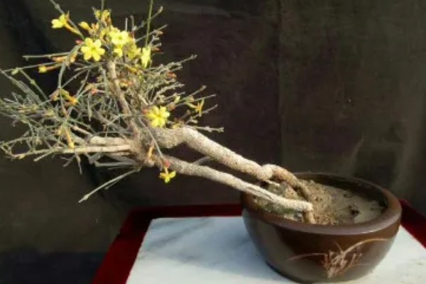 迎春先开花还是探春先开花,迎春花的花期更早