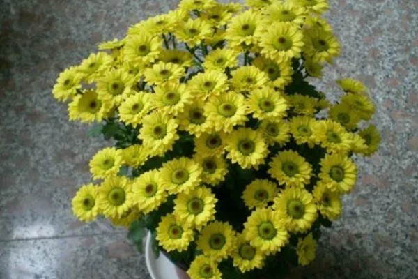 多头菊怎么养殖，春秋季节每隔3-4天浇一次水