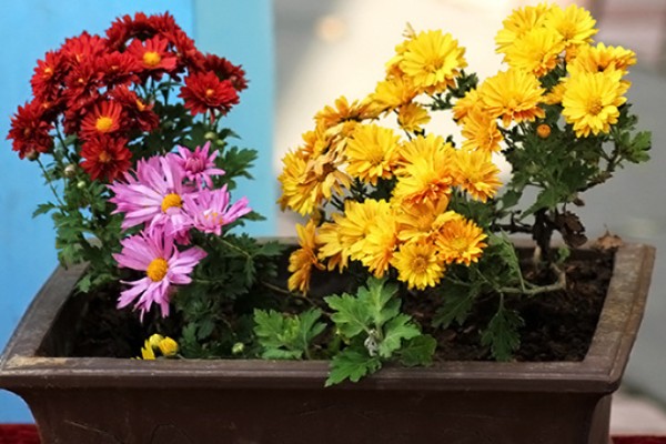 多头菊怎么养殖，春秋季节每隔3-4天浇一次水