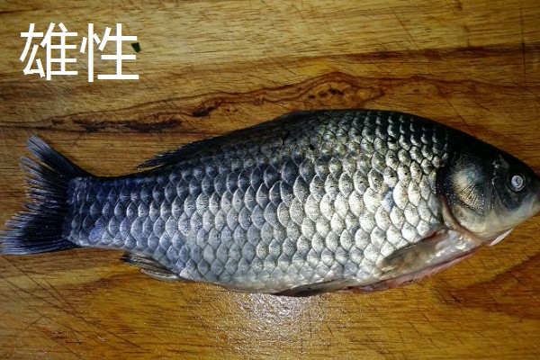 鱼有没有公母区分,鱼有公母之分